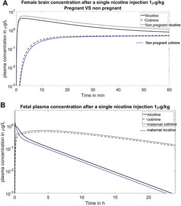 Physiologically Based Pharmacokinetic Modelling for Nicotine and Cotinine Clearance in Pregnant Women